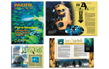 Pacific Diver Magazine